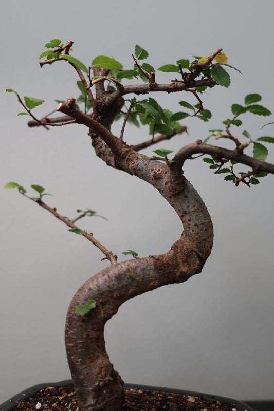 Miniature Chinese Elm