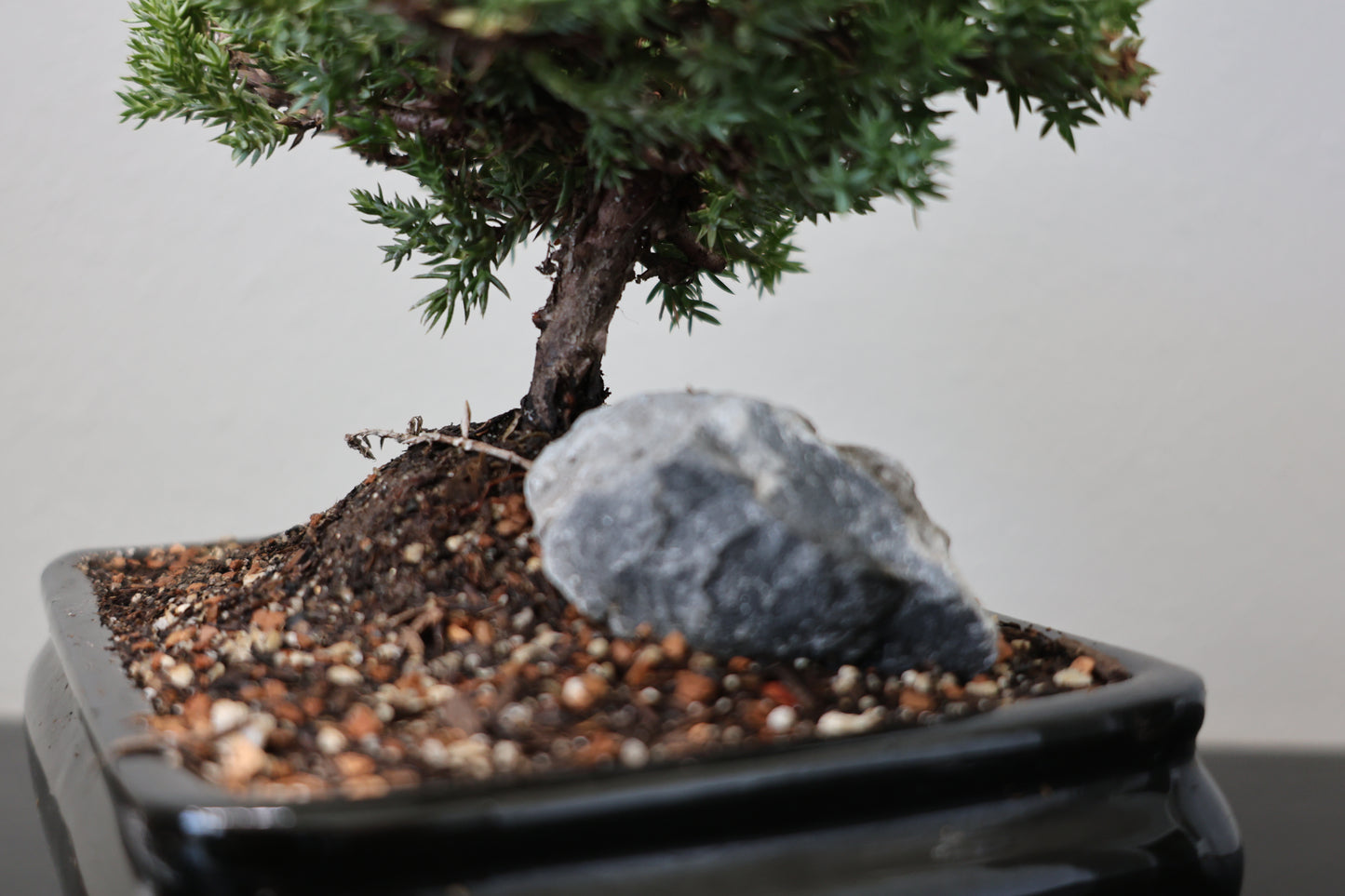 Rock Juniper Bonsai