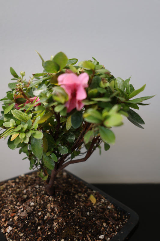 Azalea Bonsai - Pink Blossom