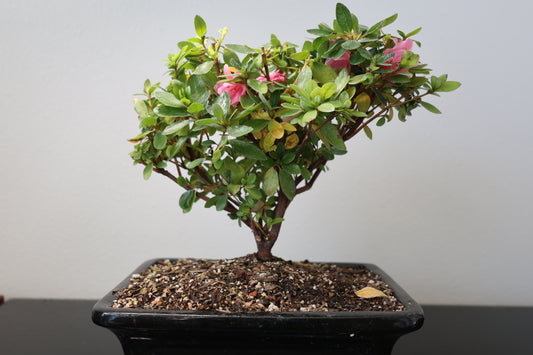 Azalea Bonsai - Pink Blossom