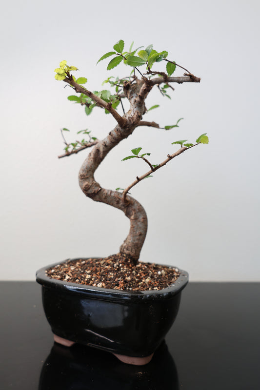 Miniature Chinese Elm
