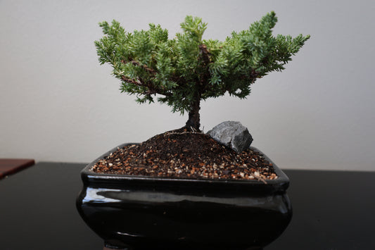 Rock Juniper Bonsai