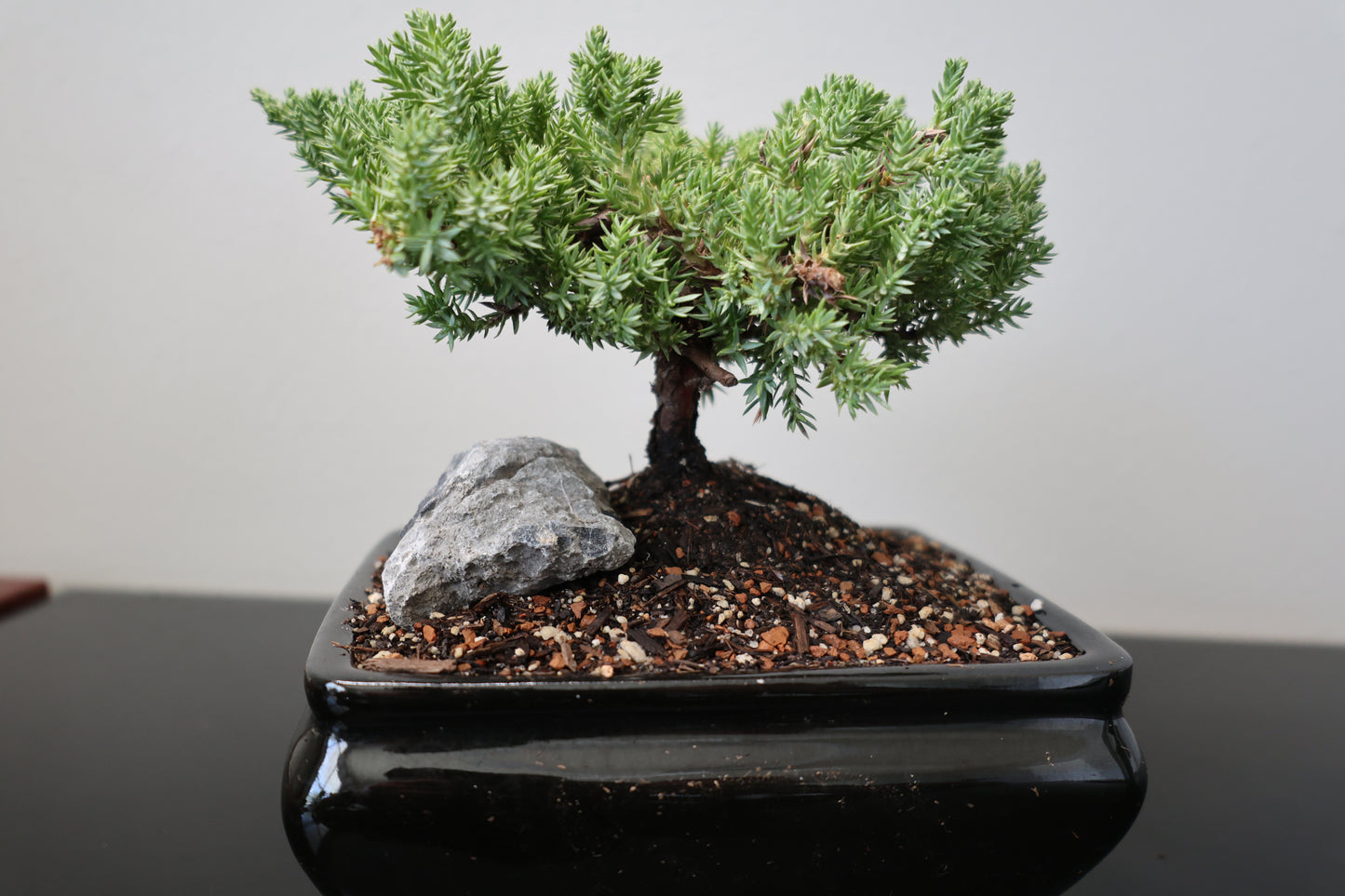 Rock Juniper Bonsai