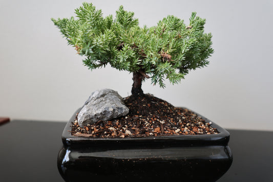 Rock Juniper Bonsai
